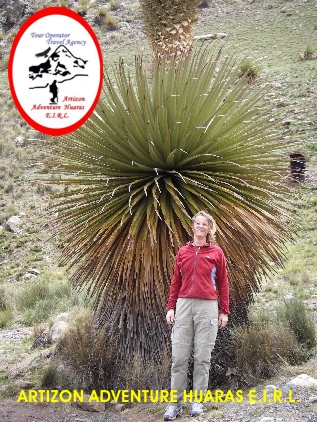 PUYA RAIMONDI